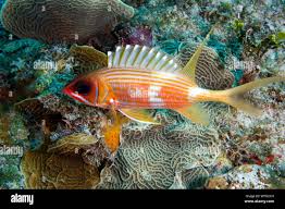 Image result for Holocentrus adscensionis