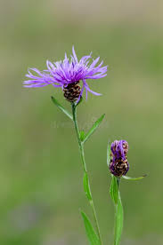Attēlu rezultāti vaicājumam “Centaurea jacea bud”