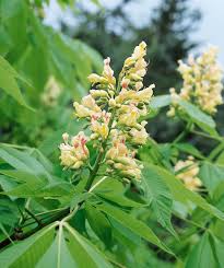 Attēlu rezultāti vaicājumam “Aesculus flava flower”