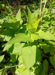 Attēlu rezultāti vaicājumam “Campanula rapunculoides leaf”