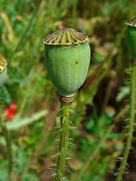 Attēlu rezultāti vaicājumam “Papaver rhoeas”
