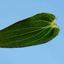 Attēlu rezultāti vaicājumam “Hypericum perforatum leaf”