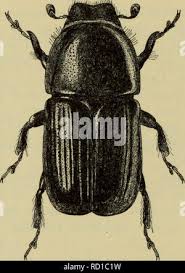 Attēlu rezultāti vaicājumam “Scolytus ratzeburgi”