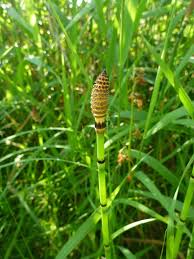Attēlu rezultāti vaicājumam “Equisetum fluviatile”