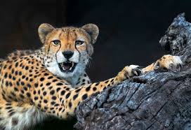 Afbeeldingsresultaat voor cheeta