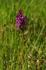 Attēlu rezultāti vaicājumam “Dactylorhiza russowii”