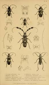 Attēlu rezultāti vaicājumam “Diaperis boleti nest”