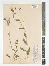 Attēlu rezultāti vaicājumam “Campanula patula”