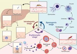 Attēlu rezultāti vaicājumam “Enteridium olivaceum plasmodium”