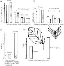 Attēlu rezultāti vaicājumam “Phleogena faginea sessile”