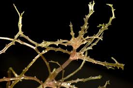 Attēlu rezultāti vaicājumam “Najas tenuissima”