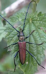 Attēlu rezultāti vaicājumam “Chrysanthia viridissima”