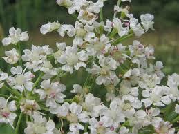 Attēlu rezultāti vaicājumam “Sium latifolium”