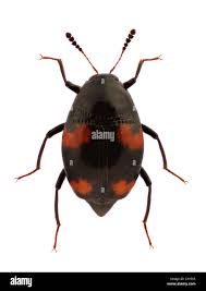 Attēlu rezultāti vaicājumam “Scaphidium quadrimaculatum”