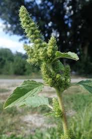 Attēlu rezultāti vaicājumam “Amaranthus retroflexus flower”