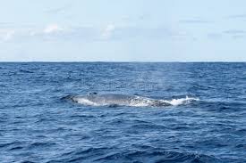 Image result for Balaenoptera borealis