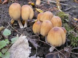 Attēlu rezultāti vaicājumam “Coprinus micaceus”