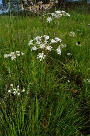 Attēlu rezultāti vaicājumam “Laserpitium prutenicum”