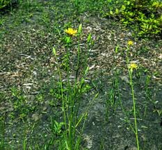 Attēlu rezultāti vaicājumam “Scorzonera humilis bud”
