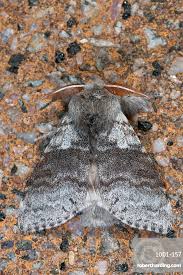 Attēlu rezultāti vaicājumam “Calliteara pudibunda”