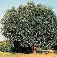 Attēlu rezultāti vaicājumam “Salix pentandra fruit”