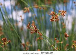 Attēlu rezultāti vaicājumam “Schoenoplectus lacustris subsp. glaucus bud”