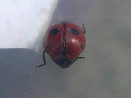 Attēlu rezultāti vaicājumam “Coccinella quinquepunctata”