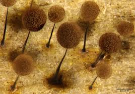 Attēlu rezultāti vaicājumam “Comatricha sp.”