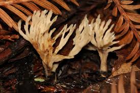 Attēlu rezultāti vaicājumam “Tremellodendropsis tuberosa”