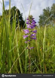 Attēlu rezultāti vaicājumam “Campanula bononiensis”