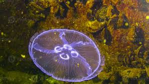 Attēlu rezultāti vaicājumam “Aurelia aurita”