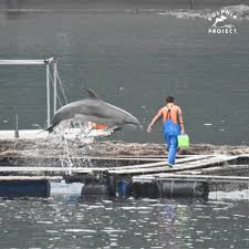 Image result for japan dolphin slaughter