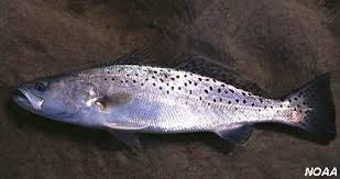 Image result for Cynoscion nebulosus