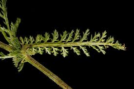Attēlu rezultāti vaicājumam “Achillea millefolium leaf”