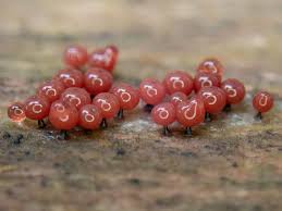 Attēlu rezultāti vaicājumam “Physarum penetrale macro”