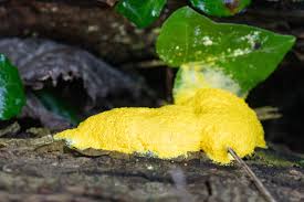 Attēlu rezultāti vaicājumam “Fuligo septica var. rosea young”