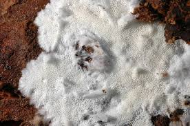 Attēlu rezultāti vaicājumam “Cinereomyces lindbladii”