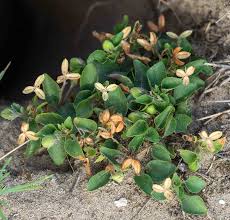 Attēlu rezultāti vaicājumam “Viola rupestris”