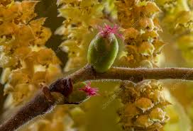 Attēlu rezultāti vaicājumam “Corylus avellana female flower”