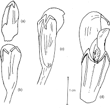 Attēlu rezultāti vaicājumam “Lathraea squamaria bud”