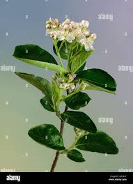 Attēlu rezultāti vaicājumam “Aronia melanocarpa bud”