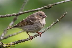 Attēlu rezultāti vaicājumam “Carpodacus erythrinus”