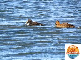 Attēlu rezultāti vaicājumam “Somateria mollissima juvenile”
