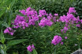 Image result for Phlox (großblumig)