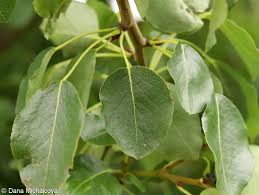 Attēlu rezultāti vaicājumam “Pyrus pyraster”