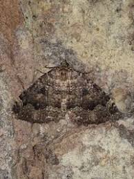 Attēlu rezultāti vaicājumam “Triphosa dubitata”