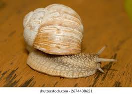 Attēlu rezultāti vaicājumam “Helix pomatia”