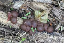 Attēlu rezultāti vaicājumam “Lycogala paraconfusum spores”