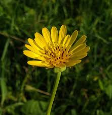 Image result for Tragopogon pratensis