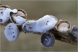 Attēlu rezultāti vaicājumam “Diderma cinereum”